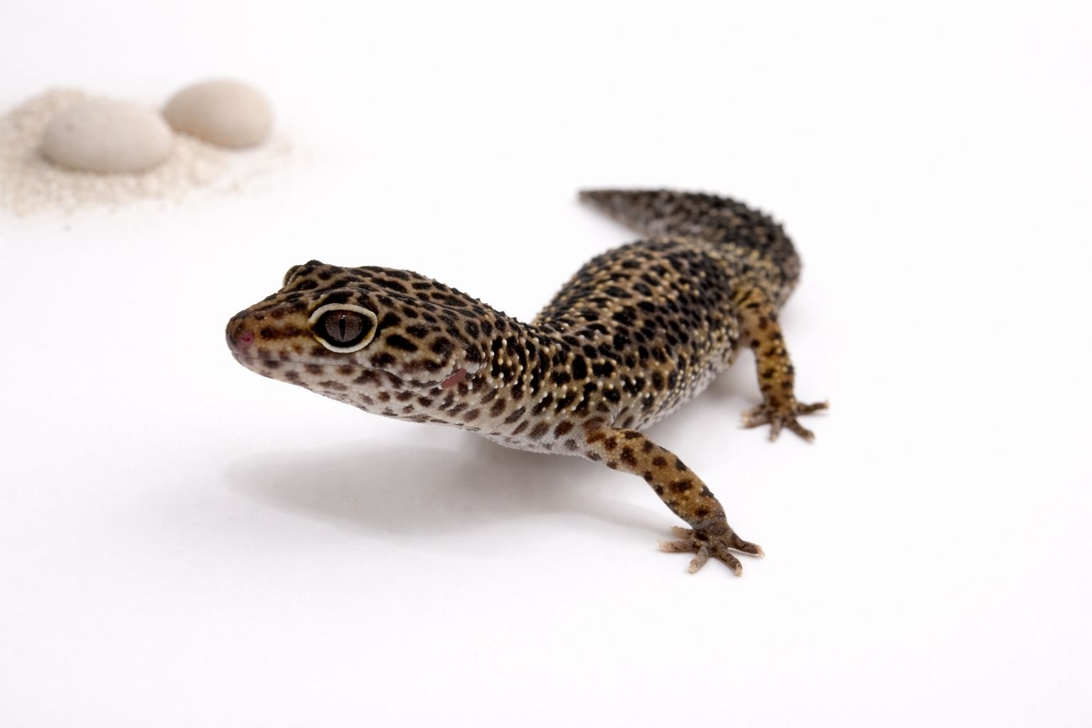 Gekon lamparci - odmiana high yellow